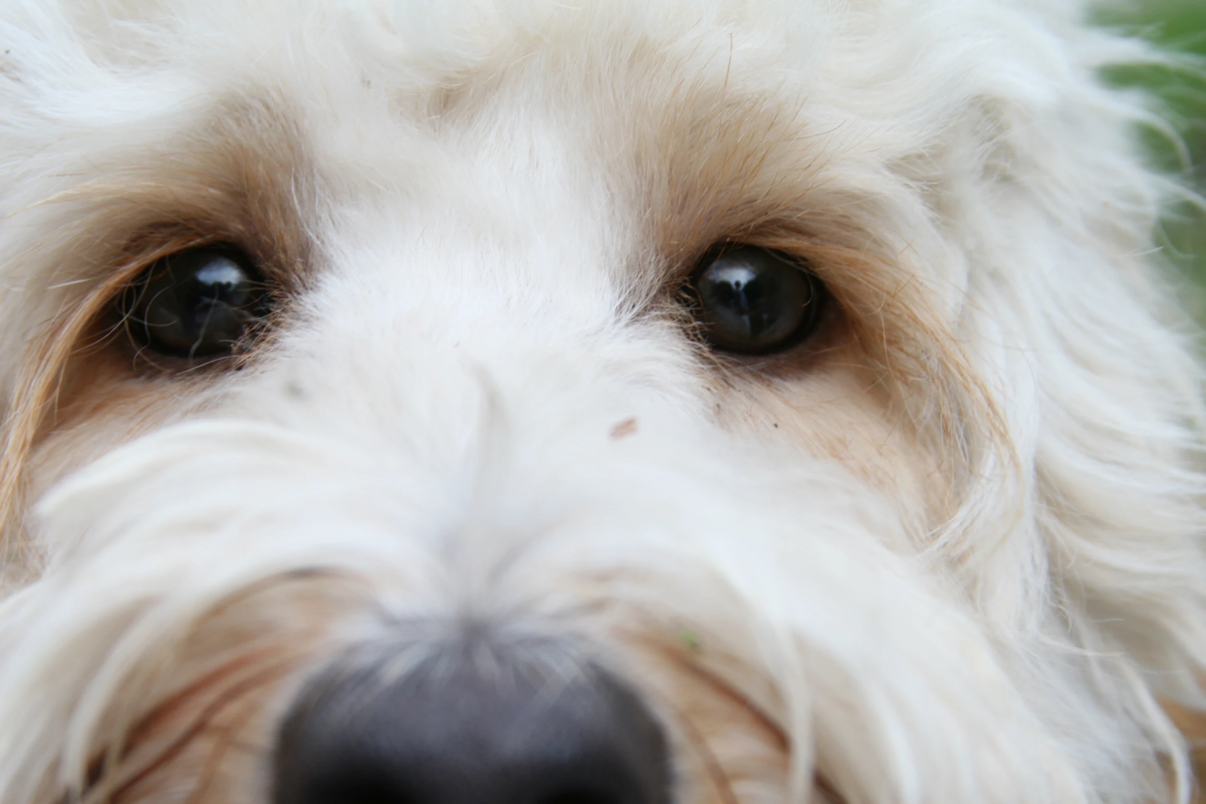 a gy white dog with large black eyes