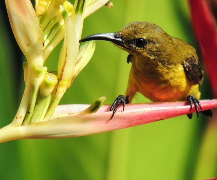 the tiny yellow bird is perched on a pink nch