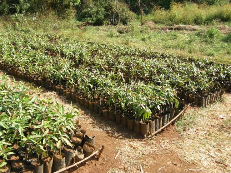 a very big field of plants and some dirt