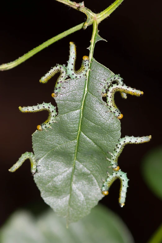 several green bugs sitting on top of a leaf