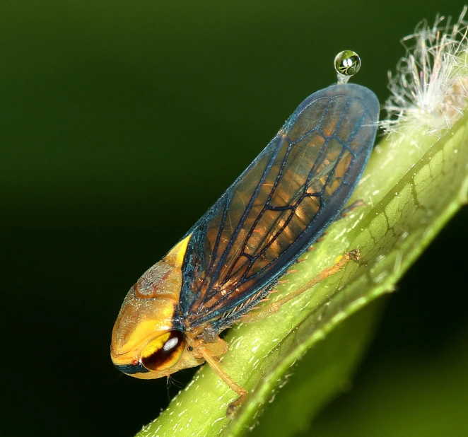 a bug sitting on a plant in a green room