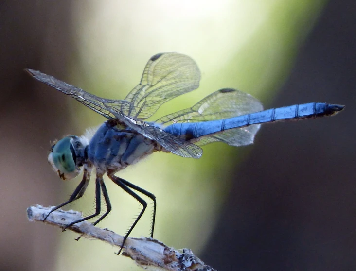 a very pretty looking blue dragonfly perched on a nch
