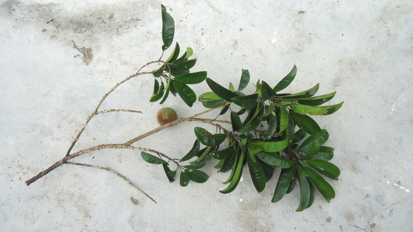 a plant that is on the ground by itself