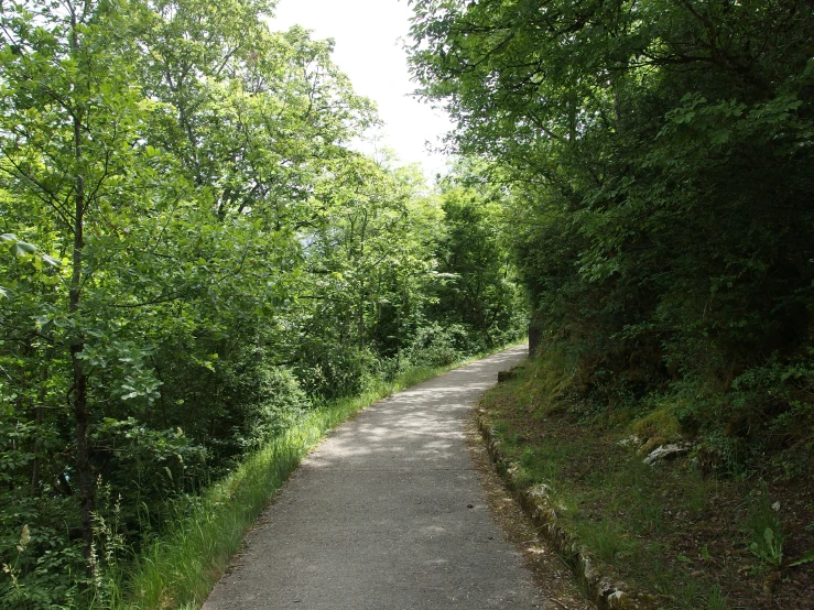 a road with trees on both sides and trees above