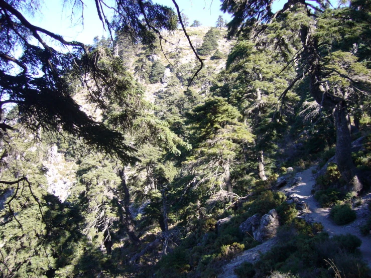 a view of a steep terrain in the middle of a forest