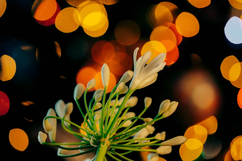 a close up s of flowers with a lot of bright lights