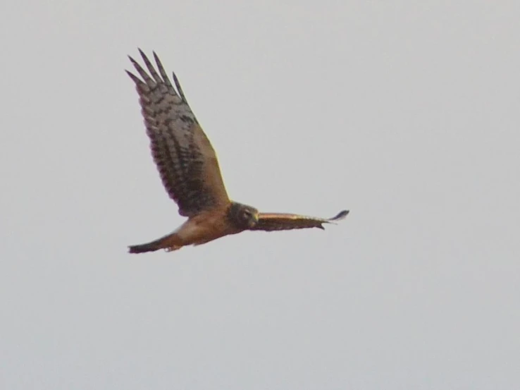 a hawk is flying against a hazy sky