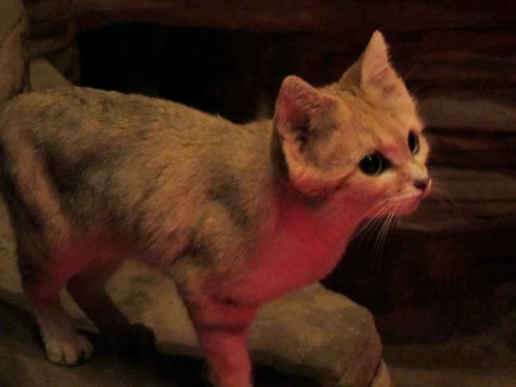 an orange cat standing next to a stone wall