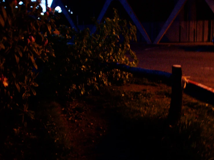 the fallen tree is leaning over at night