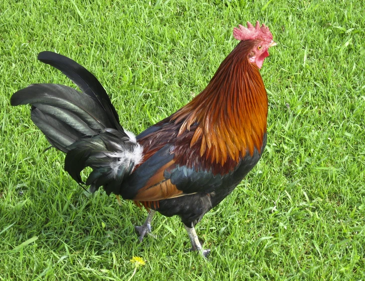 a colorful rooster stands in the grass