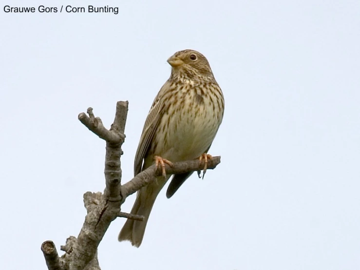 a bird perched on top of a small tree nch