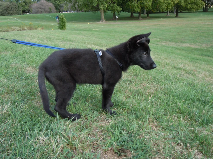 a black puppy standing in the middle of a field