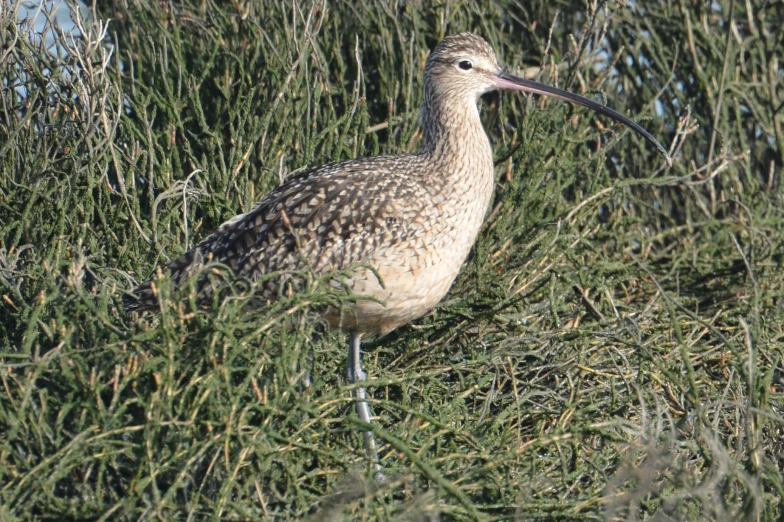 a bird stands in the tall grass near some trees