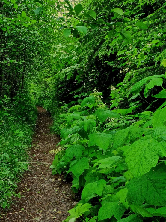 the dirt path splits in between a forest