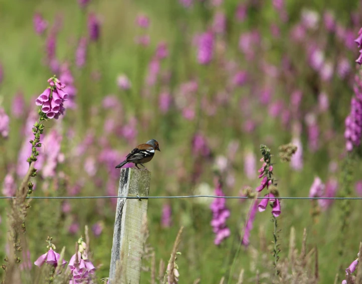 a small bird is perched on top of a wooden post