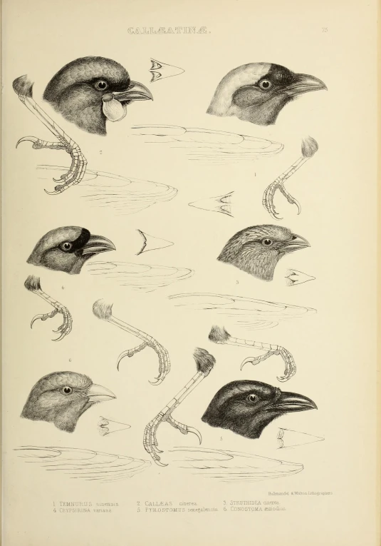 three illustrations depicting birds with various beaks