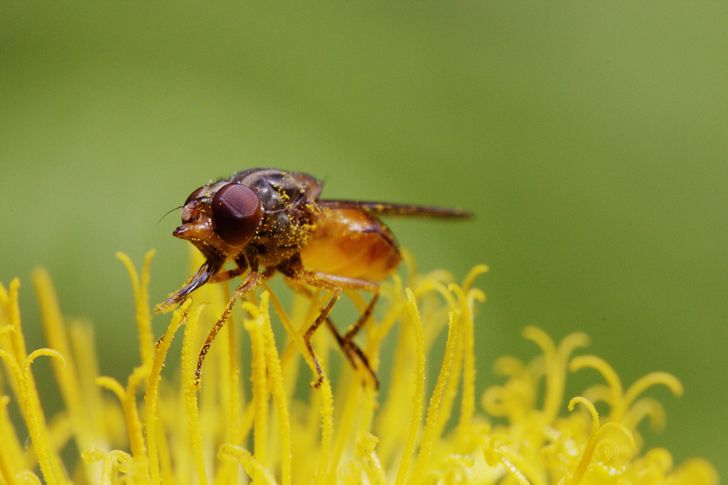 a flies sits on a yellow flower as it rests on top of it