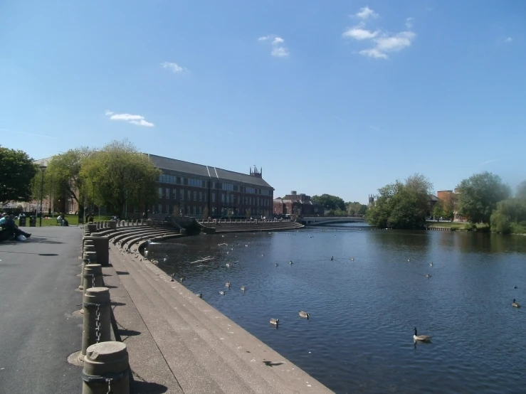 birds swimming in the water on a sunny day