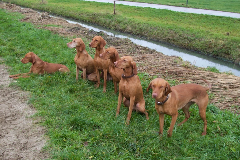 five dogs standing in the grass by some water