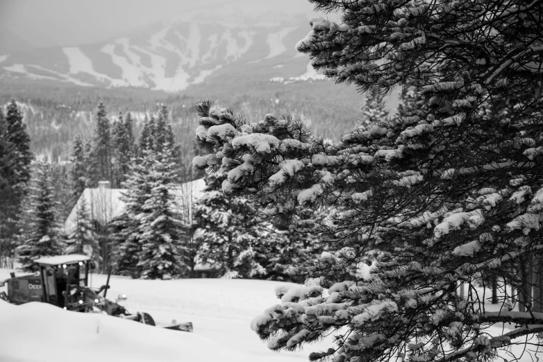 trees and a snow covered mountain side