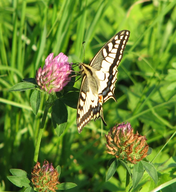 a brown and white erfly sitting on a pink flower