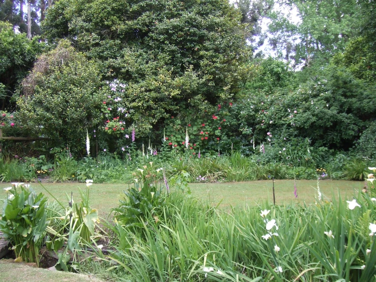 a bunch of pretty flowers in a yard next to some trees