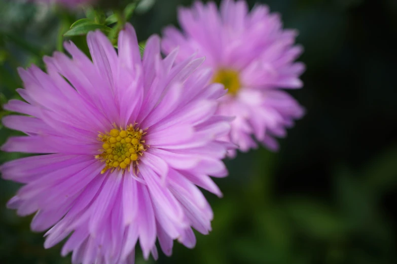 a group of pink flowers with a yellow center