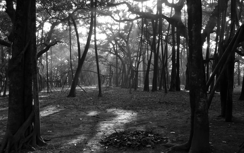 a black and white po of a forest