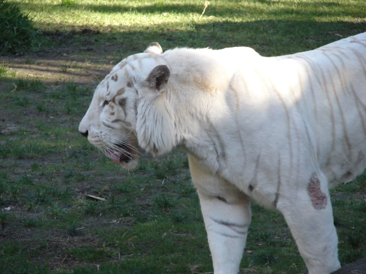 a white tiger with some brown spots on it's face