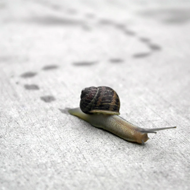 a snail crawling in the street on a rug