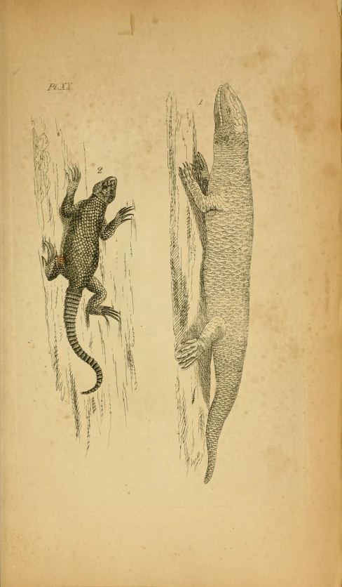 a drawing of a lizard and a frog