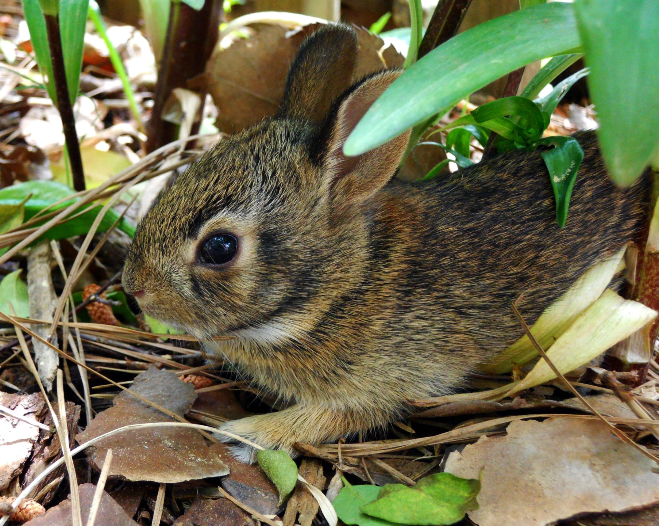 a small bunny is sitting in the woods