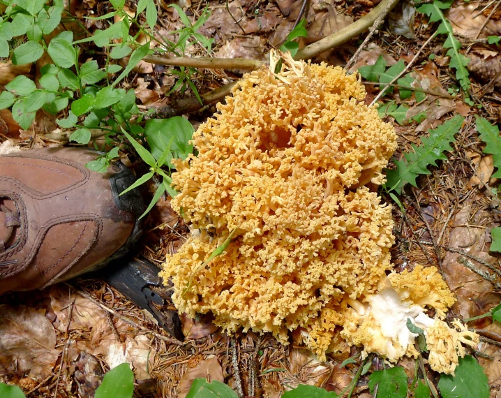 a shoe near a plant covered in brown lichen