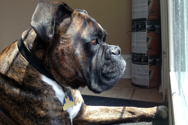 a dog sitting in front of a window looking out