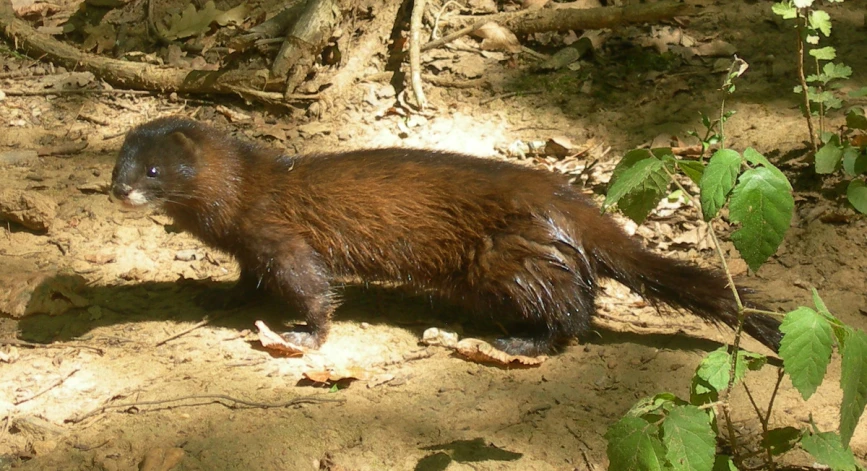 a small animal walking through a dirty field