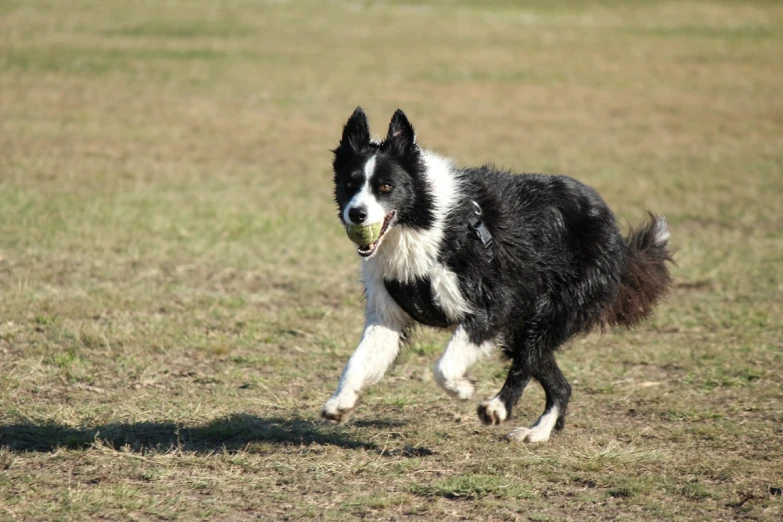 a dog that is running with a ball in its mouth