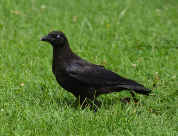 a bird standing in a grassy field on top of green grass