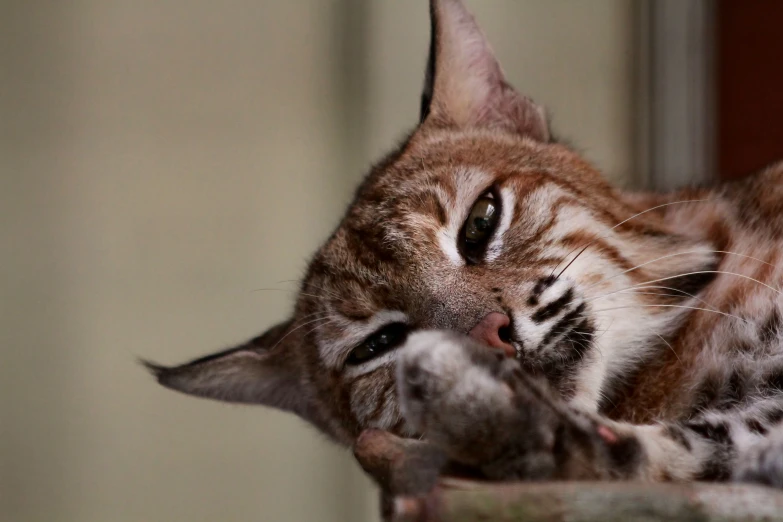 a cat rubbing its face against its paw