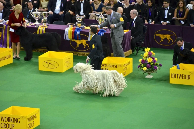 a man is walking his dog around with several dogs on display