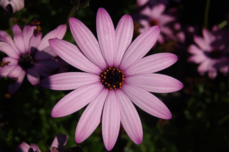 purple flowers growing out of the ground in a garden