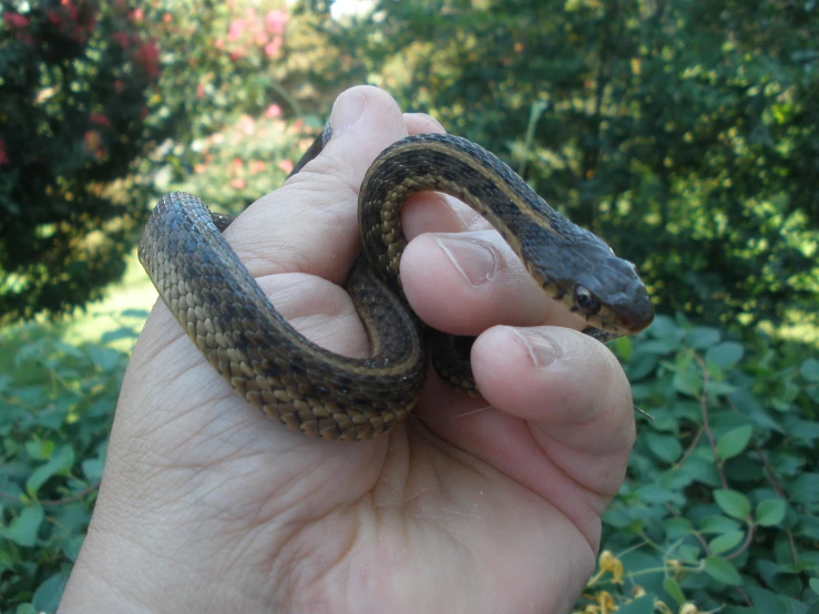 the hand is holding a small black and brown snake