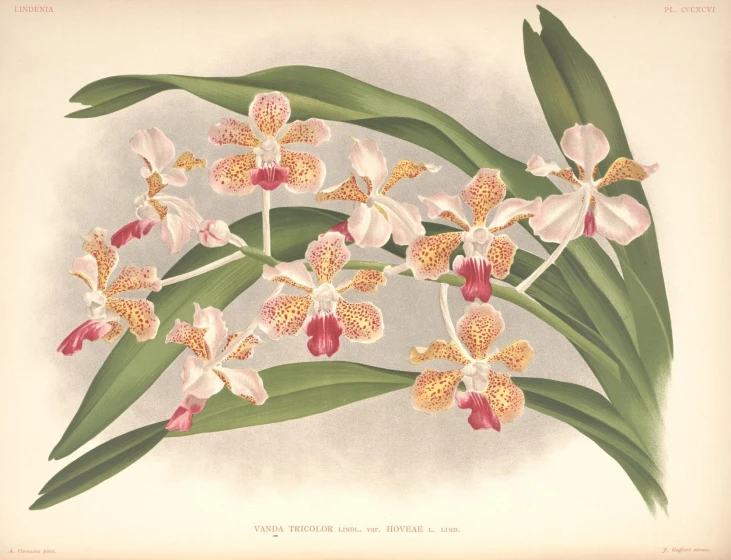 an illustration of three different colored orchids