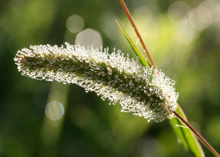 close up s of a plant with dew and grass