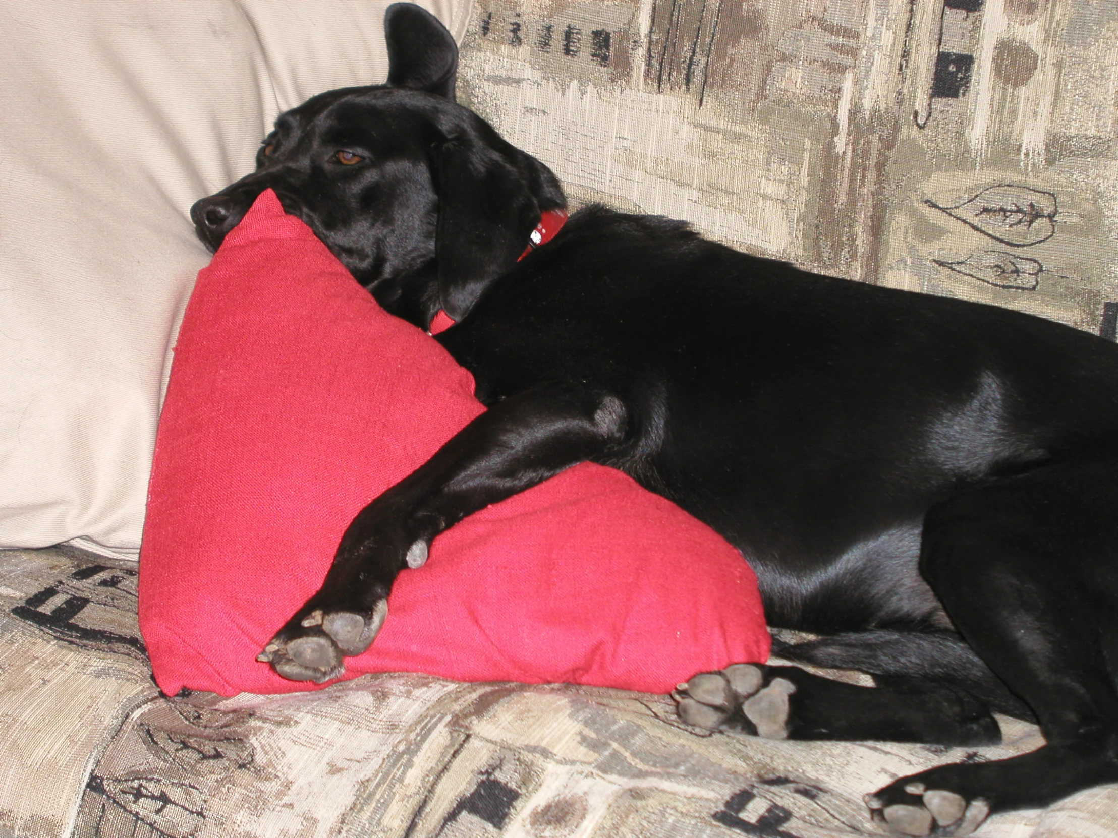 the black dog is laying on top of a red pillow