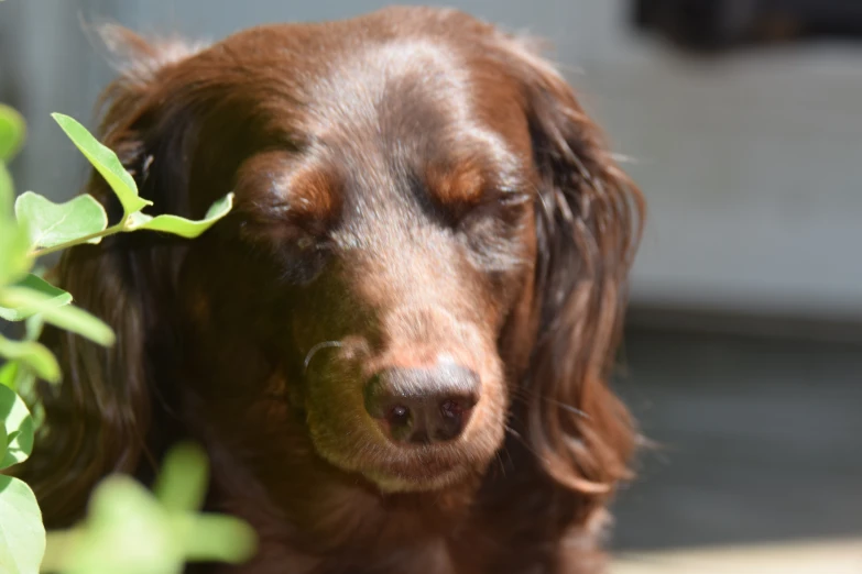 a dog sitting behind a tree with a leafy plant next to it