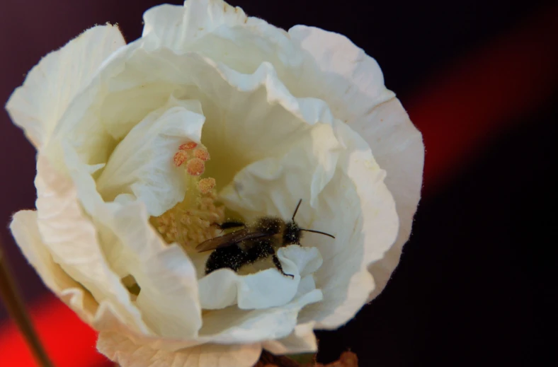 the bee is eating nectar from the white flower