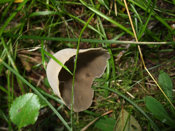 small mushrooms can be seen in the grass and on the ground