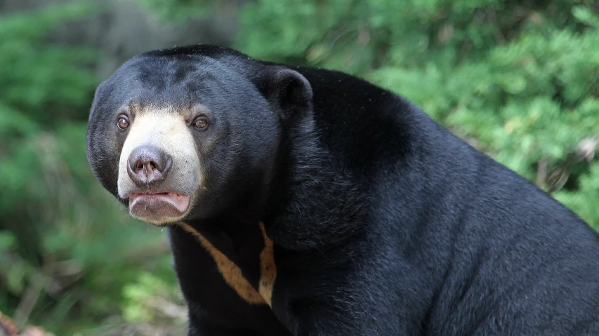 a close up of a bear near some trees