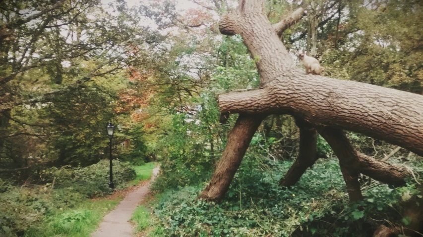 a tree limb that has fallen and falling