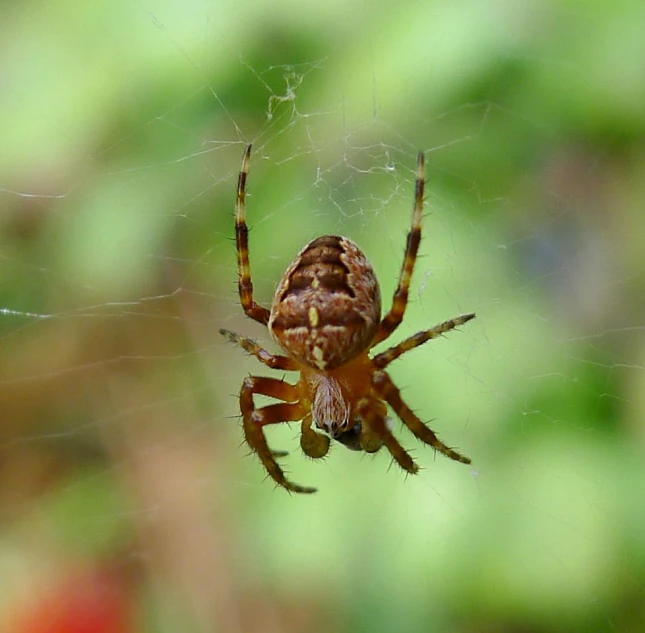 a spider with big legs is in its web